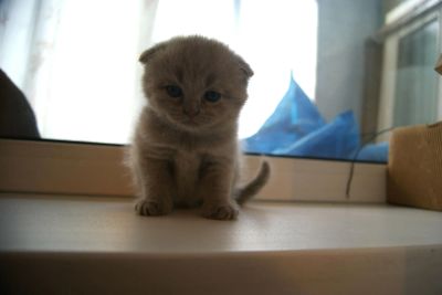 Лот: 4434552. Фото: 1. Шотландские котята британские... Кошки, котята