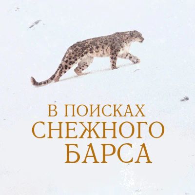 Лот: 24290860. Фото: 1. В поисках снежного барса. Видеозаписи, фильмы