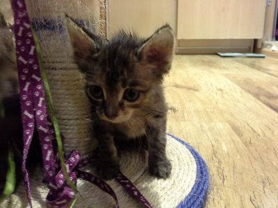 Лот: 5278889. Фото: 1. Котята. Длинноухие! Потомки дикой... Кошки, котята