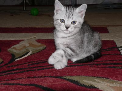 Лот: 5347796. Фото: 1. Котята шотландцы. Кошки, котята