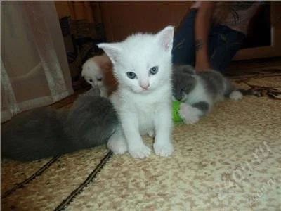 Лот: 1052680. Фото: 1. Кот шотландский. Остальные животные