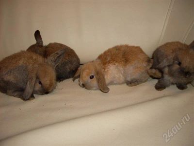 Лот: 279791. Фото: 1. Вислоухие крольчата. Остальные животные