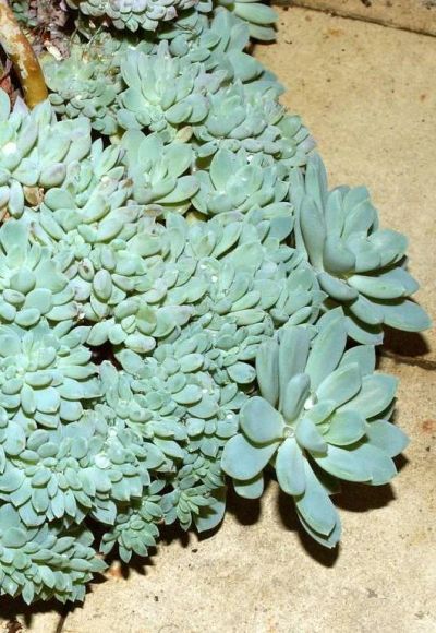 Лот: 11271079. Фото: 1. эчеверния амоена Echeveria amoena... Горшечные растения и комнатные цветы