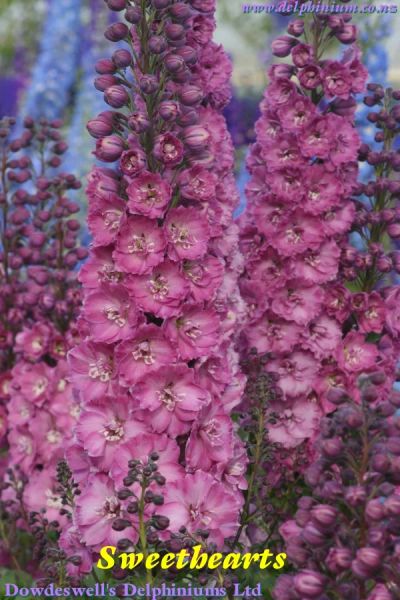 Лот: 8172161. Фото: 1. Дельфиниум новозеландский Sweethearts. Садовые цветы