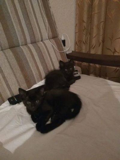 Лот: 12493266. Фото: 1. котятенки лапотенки. Кошки, котята