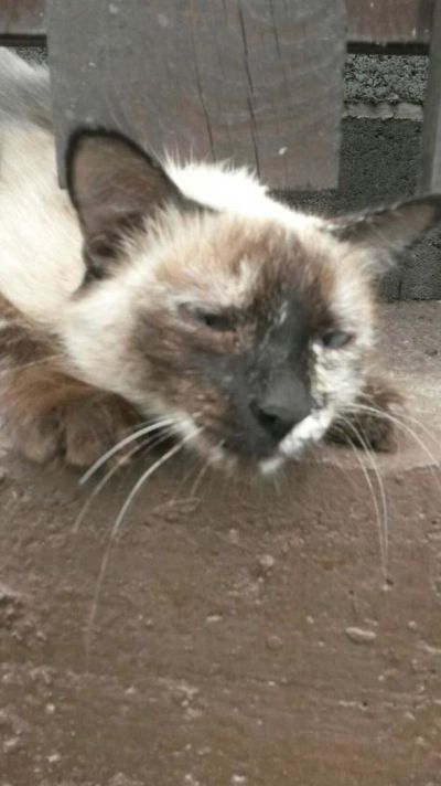 Лот: 9829057. Фото: 1. Помогите кошечке найти дом... Кошки, котята