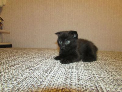 Лот: 5819452. Фото: 1. шотландские котята девочка(багира... Кошки, котята