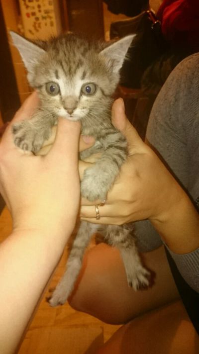 Лот: 8308131. Фото: 1. Котята бездомыши. Кошки, котята