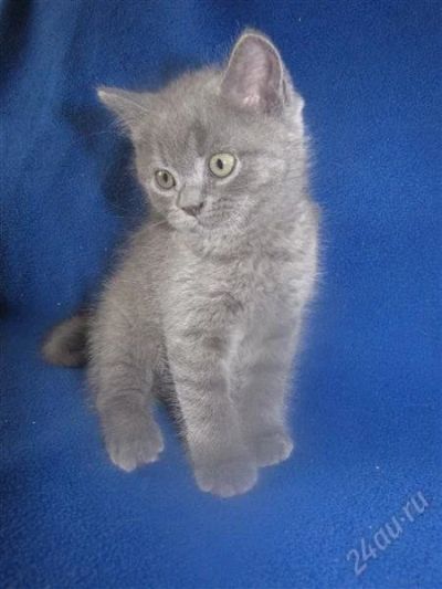 Лот: 1924008. Фото: 1. Британские голубые котята c документами... Кошки, котята