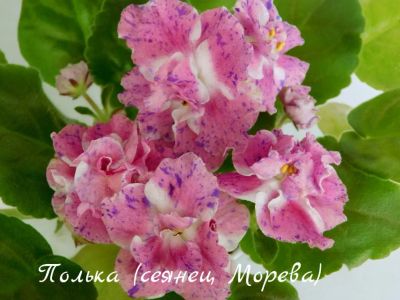 Лот: 8432625. Фото: 1. Фиалка сортовая Полька (сеянец... Горшечные растения и комнатные цветы