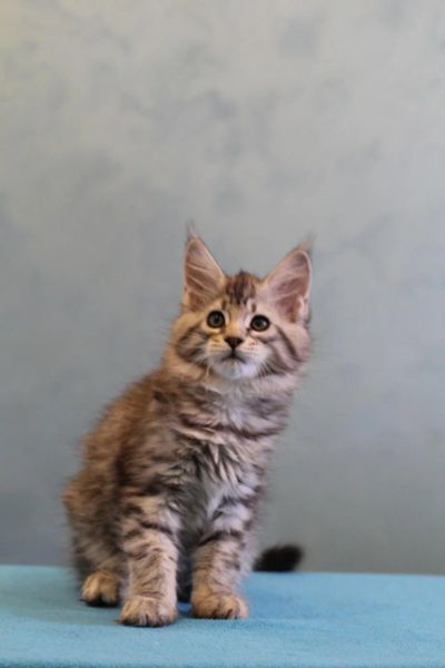 Лот: 11489499. Фото: 1. Кошечка мейн-кун. Кошки, котята