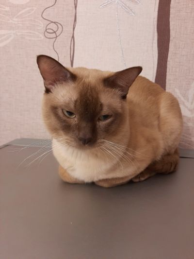Лот: 17138686. Фото: 1. Бурманский кот вязка. Кошки, котята