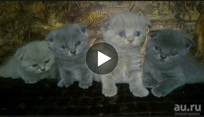 Лот: 13044345. Фото: 1. Медвежата-вислоушки (шотландский... Кошки, котята