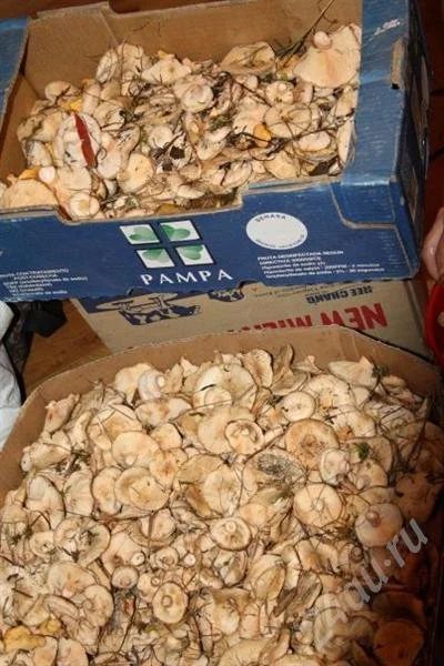 Лот: 476468. Фото: 1. Продам белянки!очень срочно... Другое (продукты)