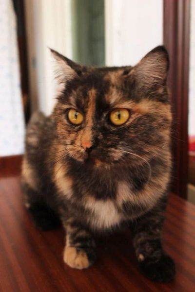 Лот: 3505520. Фото: 1. Отдам Британскую трехцветную кошку. Кошки, котята