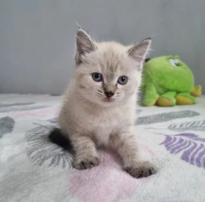 Лот: 20948357. Фото: 1. Котенок девочка. Кошки, котята
