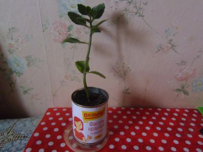 Лот: 18769055. Фото: 1. Растение комнатное лечебное Каланхое. Горшечные растения и комнатные цветы