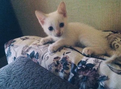 Лот: 7954614. Фото: 1. Котёнок. Кошки, котята
