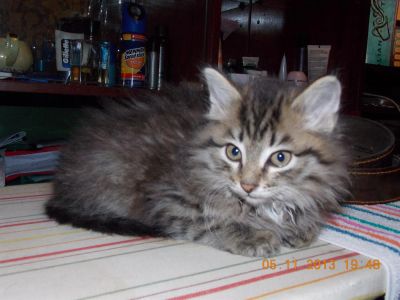 Лот: 3363092. Фото: 1. симпатичная кошечка. Кошки, котята