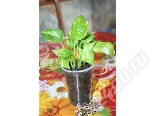 Лот: 473215. Фото: 1. стендаптус. Горшечные растения и комнатные цветы