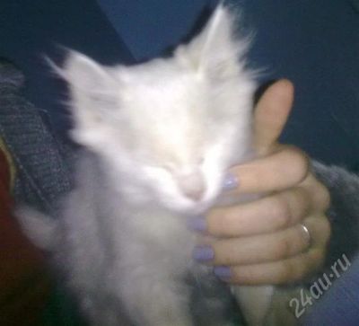 Лот: 724645. Фото: 1. Отдам котенка белоснежного, похож... Остальные животные