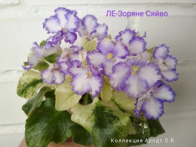 Лот: 12245860. Фото: 1. Фиалка ЛЕ-Зоряне Сяйво, лист. Горшечные растения и комнатные цветы