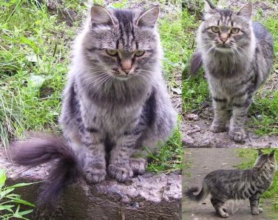 Лот: 471845. Фото: 1. кошка сибирская. Остальные животные