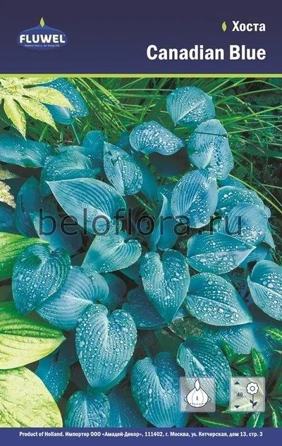 Лот: 15769068. Фото: 1. Хоста Canadian Blue. Садовые цветы