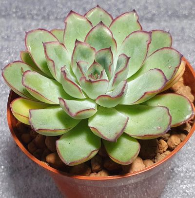 Лот: 18220085. Фото: 1. Эхеверия окаймленная - (Echeveria... Горшечные растения и комнатные цветы