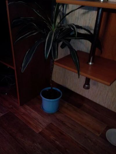 Лот: 4772301. Фото: 1. пальмочка. Горшечные растения и комнатные цветы