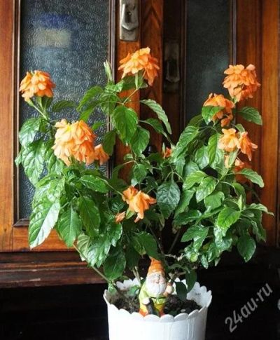 Лот: 2826747. Фото: 1. Кроссандра. Горшечные растения и комнатные цветы