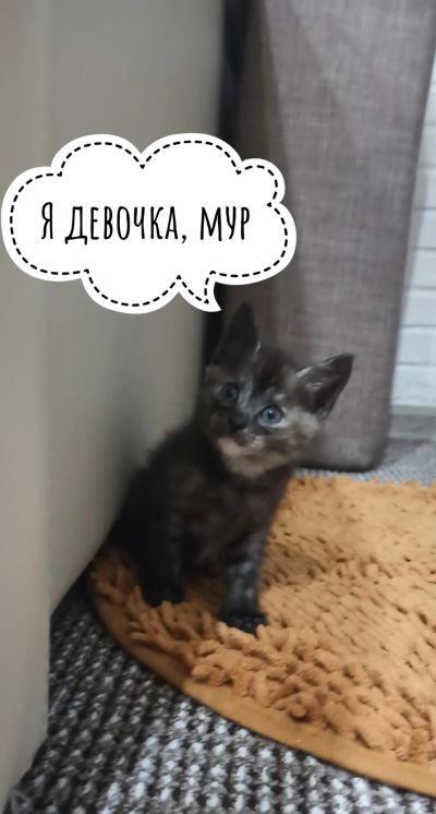 Лот: 19876711. Фото: 1. Котята. Кошки, котята