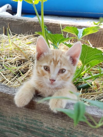 Лот: 22993392. Фото: 1. Рыжие котята, мальчики. Кошки, котята
