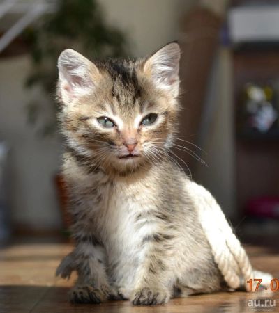 Лот: 9325737. Фото: 1. Умный и шустрый Котенок - охотник. Кошки, котята