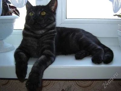Лот: 1409501. Фото: 1. Британские котята (помесь). Кошки, котята