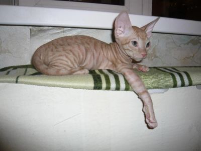 Лот: 6917182. Фото: 1. Котенок донского сфинкса (рыжий... Кошки, котята