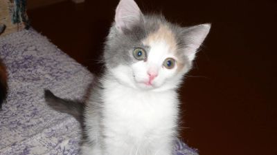 Лот: 7455261. Фото: 1. трёхцветочка с золотистой диадемой. Кошки, котята
