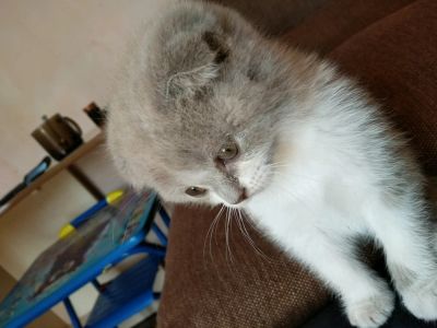Лот: 12071494. Фото: 1. Шотландская вислоухая 1. Кошки, котята