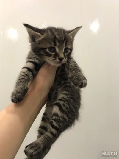 Лот: 13700657. Фото: 1. Отдам котят. Кошки, котята