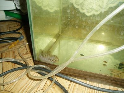 Лот: 10563687. Фото: 1. Три чернополосика и анциструс. Рыбки