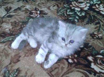 Лот: 9123026. Фото: 1. котята британцы. Кошки, котята