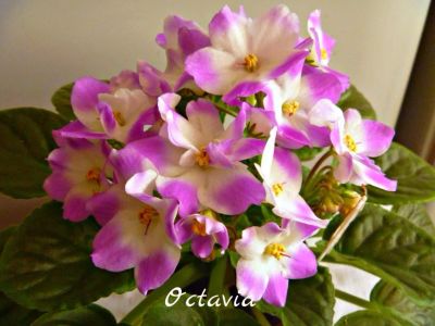 Лот: 5208325. Фото: 1. Фиалка сортовая Octavia лист. Горшечные растения и комнатные цветы