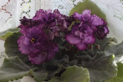 Лот: 4505336. Фото: 1. Фиалка Midnight Twist (спорт... Горшечные растения и комнатные цветы