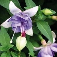 Лот: 9873110. Фото: 1. Фуксия Moody Blues. Горшечные растения и комнатные цветы