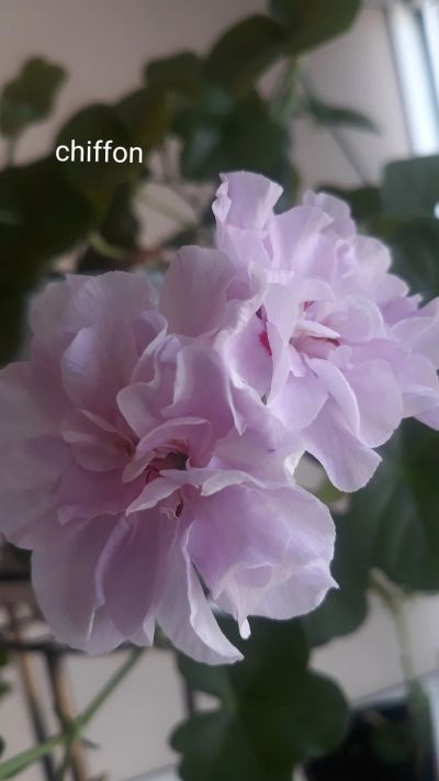 Лот: 16322413. Фото: 1. Пеларгония плющелистная Chiffon. Горшечные растения и комнатные цветы