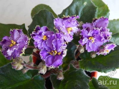 Лот: 10448279. Фото: 1. Сортовая фиалка ЕК-Рижская Сирень... Горшечные растения и комнатные цветы