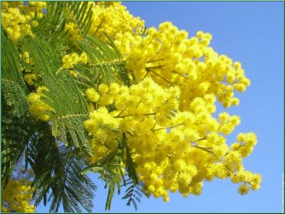 Лот: 7033496. Фото: 1. мимоза из Абхазии. Подарки на 8 марта