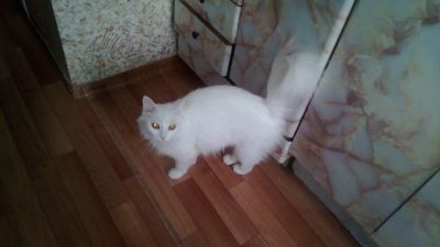 Лот: 14616623. Фото: 1. Котики. Кошки, котята