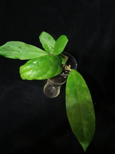 Лот: 16402096. Фото: 1. Хойя-Hoya finlaysonii lalia. Горшечные растения и комнатные цветы