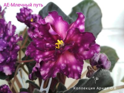 Лот: 11817091. Фото: 1. Фиалка АЕ-Млечный путь, лист. Горшечные растения и комнатные цветы